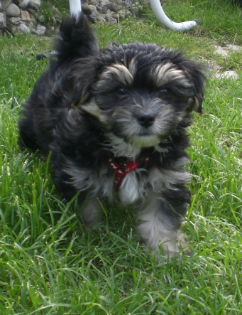 Balou (Malteser, Yorkshire Terrier) Malteser Yorkshire Terrier 